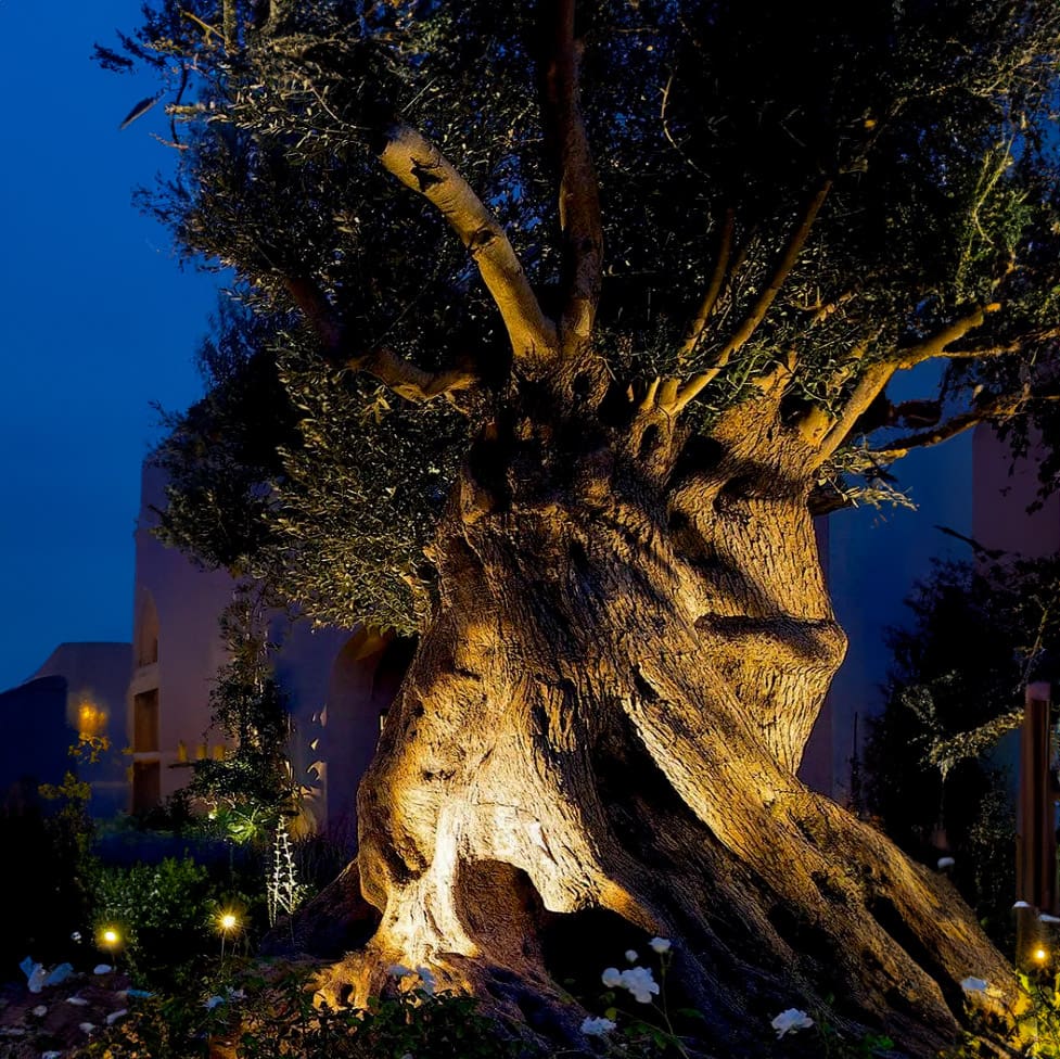 Proiettore Shaker linea light illumina un albero antico in un elegante giardino
