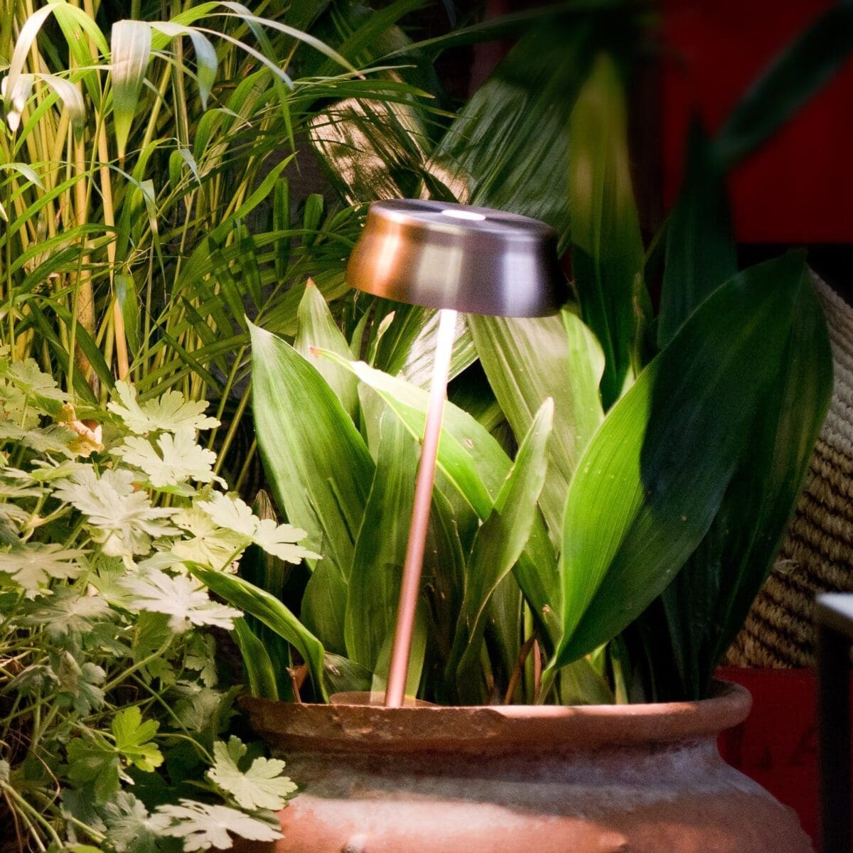 lampada zafferano sister light illumina una zonna di piccole piante